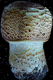  Agaricus augustus 