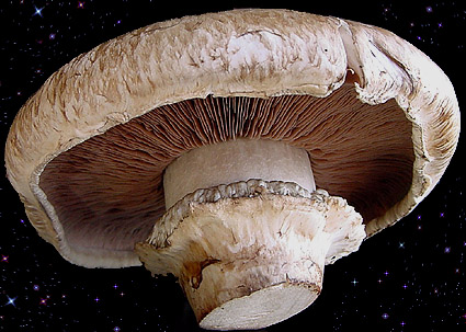  Agaricus bisporus 