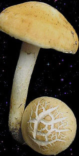  Agrocybe praecox 