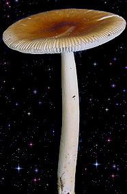  Amanita fulva 