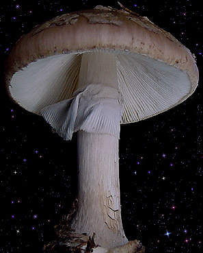  Amanita porphyria 
