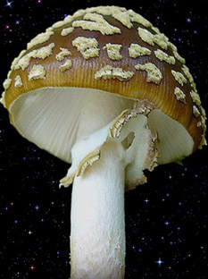  Amanita regalis 