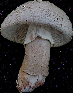  Amanita rubescens 