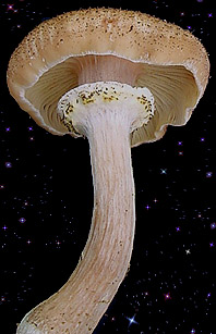  Armillaria borealis 