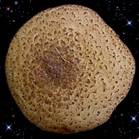  Armillaria borealis 