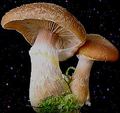  Armillaria cepistipes 
