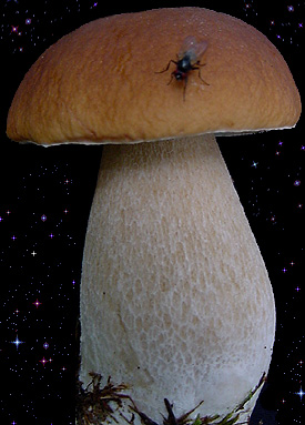  Boletus edulis 