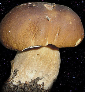  Boletus pinophilus 