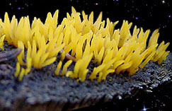  Calocera cornea 