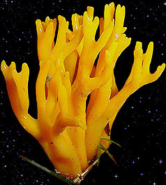  Calocera viscosa 