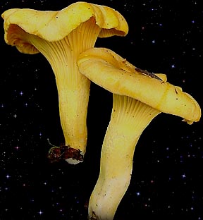  Cantharellus cibarius 