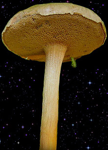  Chalciporus piperatus 