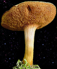  Chalciporus piperatus 