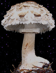  Chlorophyllum rachodes 