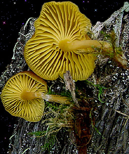  Chrysomphalina chrysophylla 