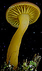  Chrysomphalina chrysophylla 