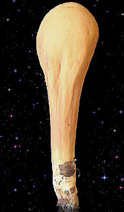  Clavariadelphus pistillaris 