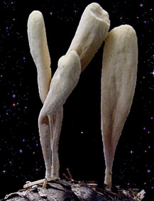  Clavariadelphus sachalinensis 