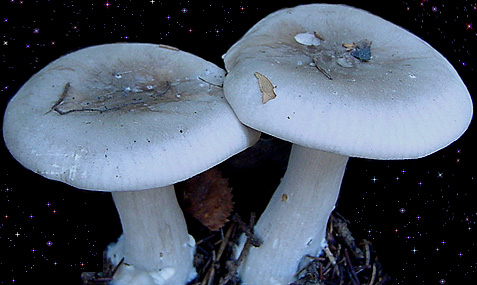 Clitocybe nebularis 