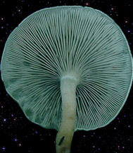  Clitocybe odora 