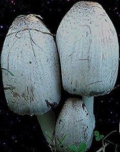  Coprinus atramentarius 