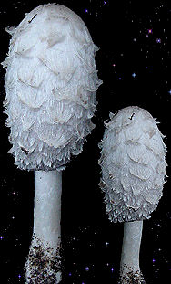  Coprinus comatus 