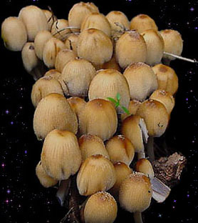  Coprinus micaceus 