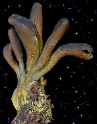  Cordyceps ophioglossoides 