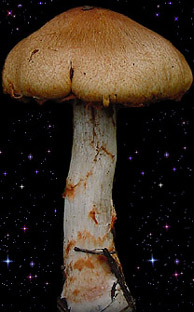  Cortinarius armillatus 
