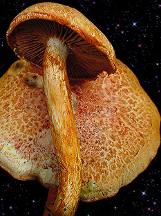  Cortinarius bolaris 