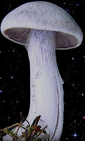  Cortinarius camphoratus 