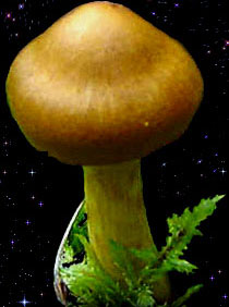  Cortinarius cinnamomeus 