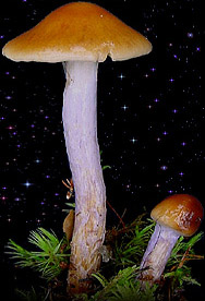  Cortinarius collinitus