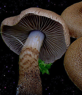  Cortinarius pholideus 