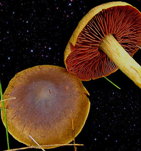  Cortinarius semisanguineus 