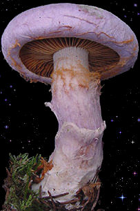  Cortinarius traganus 