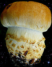  Cortinarius triumphans 