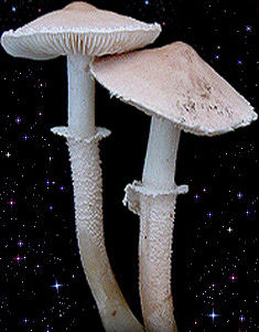 Cystoderma carcharias 