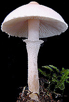  Cystoderma carcharias 