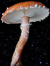  Cystoderma terrei 