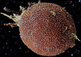  Elaphomyces granulatus