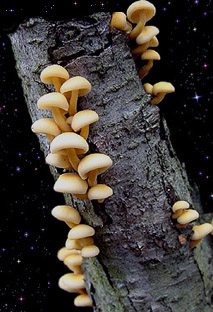 Flammulina velutipes 