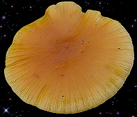  Flammulina velutipes 