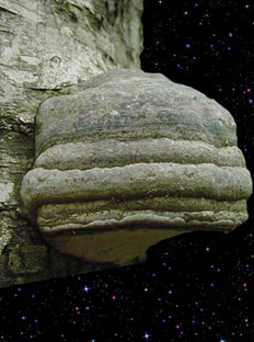  Fomes fomentarius 