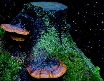  Fomitopsis pinicola 