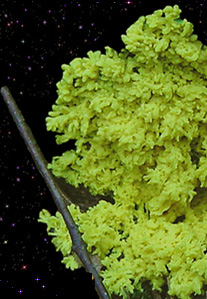  Fuligo septica 