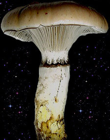  Gomphidius glutinosus 