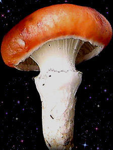  Gomphidius roseus 