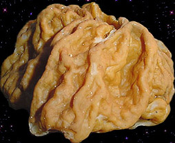  Gyromitra gigas 