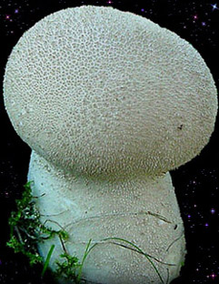  Calvatia excipuliformis 
